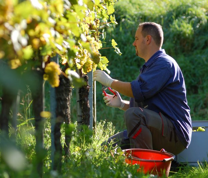 The typical Viennese Heurigen