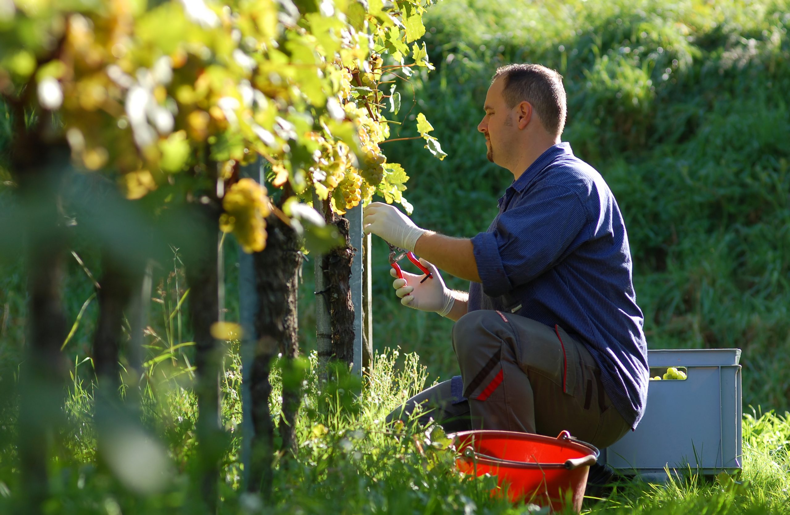 The typical Viennese Heurigen